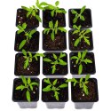 Doniczki do wysiewu plastikowe 8x8cm 12 szt. PROGARDEN 339292