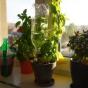 Nawadniacz do roślin na butelkę 4 szt. PROGARDEN 339350