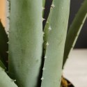 Sztuczna roślina w doniczce aloes 42cm VILDE 569447