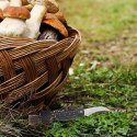 Nożyk nóż do grzybów na grzyby scyzoryk składany stalowy ORION 842403