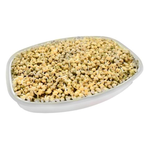 Pojemnik na kiełki nasiona zioła ORION 128394