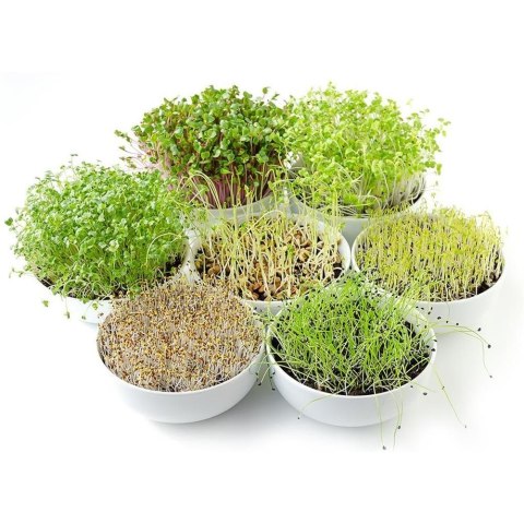 Pojemnik na kiełki nasiona zioła ORION 128394