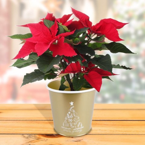 Osłona na doniczkę doniczki osłonka metalowa złota 16.5x15.5cm VILDE 839247